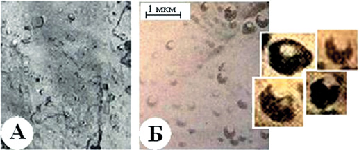 Электронная микрофотография реплики с поверхности клинкера C3S, гидратированного в течение 2 (А) и 10 суток (Б), по данным [14, 15]