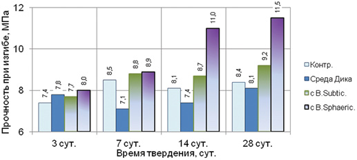 Влияние культур бактерий B. Subtilis на прочность цемента