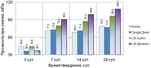 Влияние культур бактерий B. Sphaericus на прочность цемента