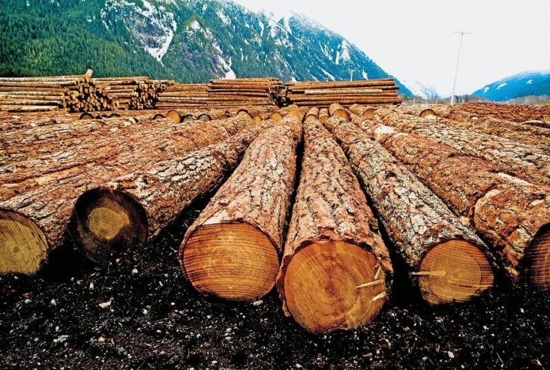 Строим из дерева, сокращаем углеродный след